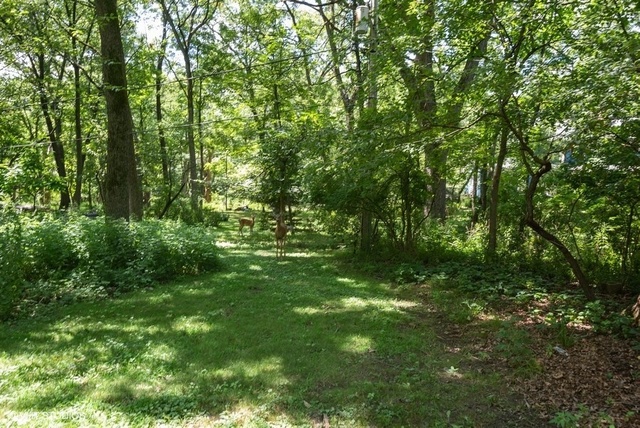 103 Crabtree Road East Dundee, IL 60118 - Photo 41 of 50 a view of a lush green forest