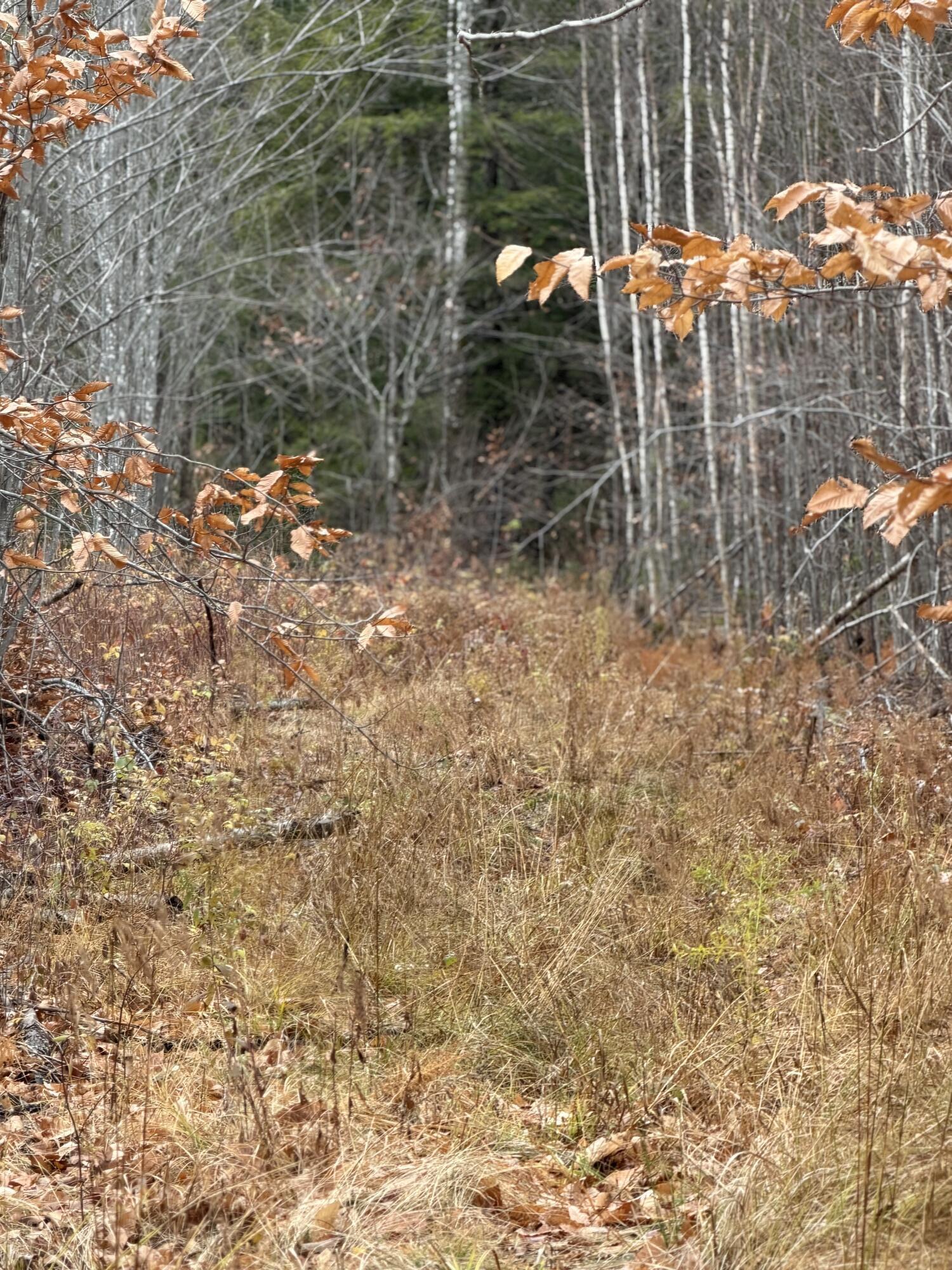 M5-l27 Pond Road Abbot, ME 04406 - Photo 6 of 15