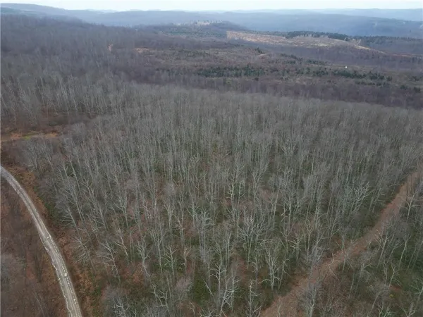 a view of a dry yard with trees in the background