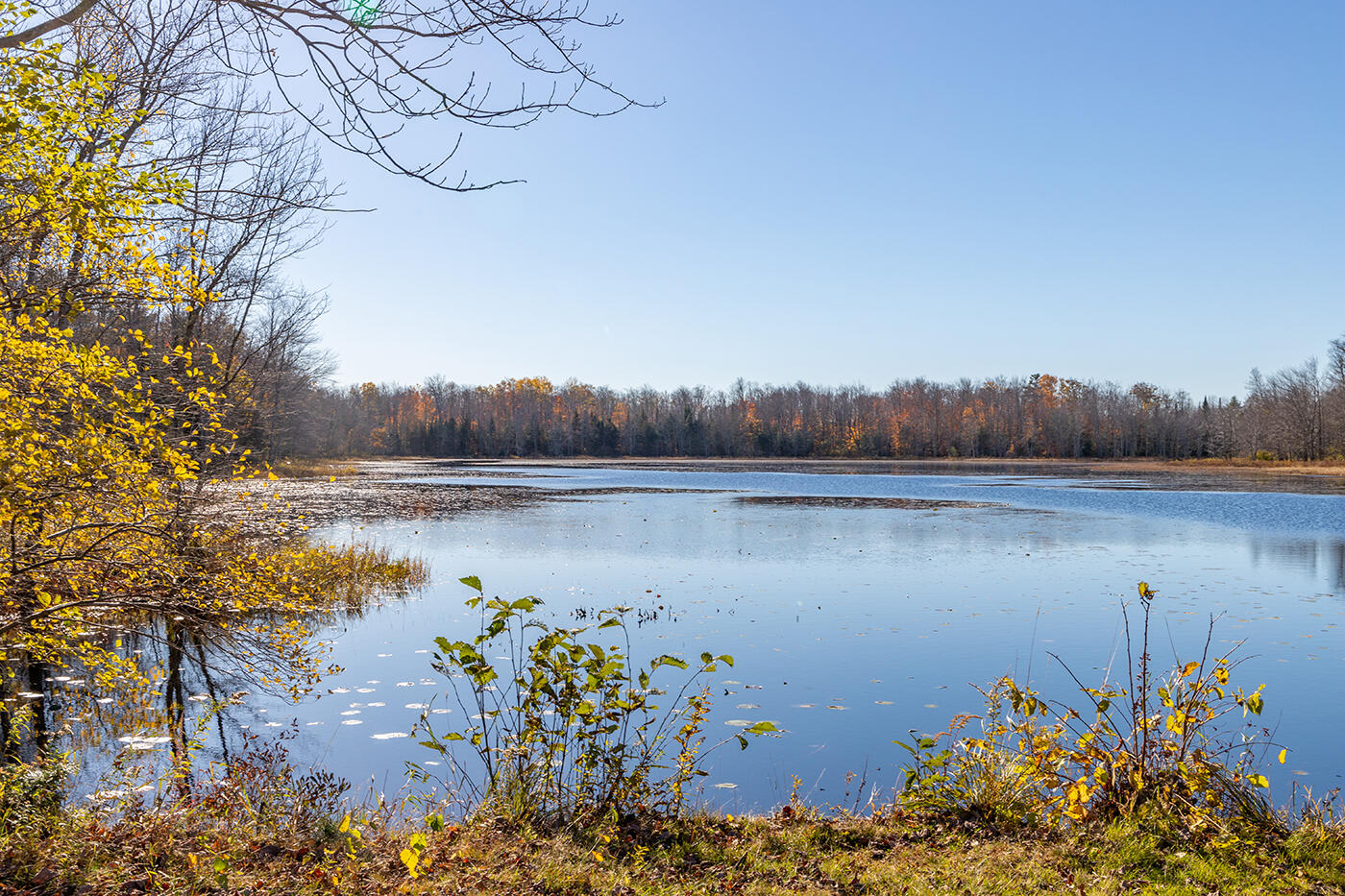 Pond view by main road
