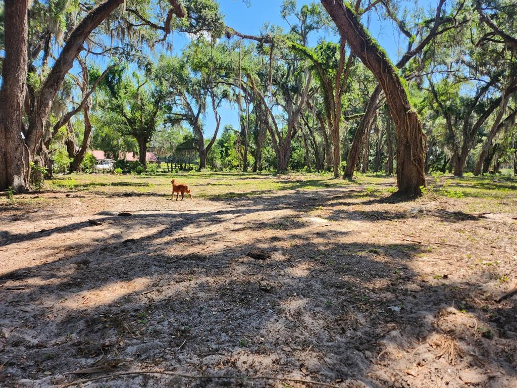 Muck Pond Road Seffner, FL 33584 - Photo 12 of 13 a view of a yard with large trees
