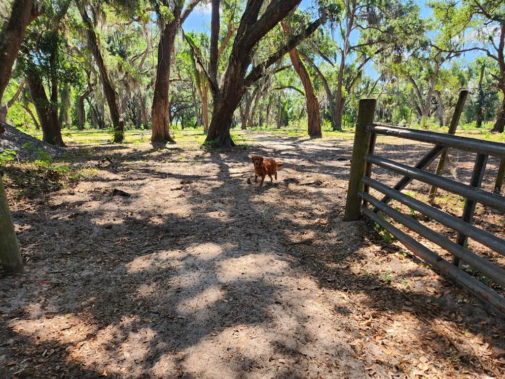 Muck Pond Road Seffner, FL 33584 - Photo 13 of 13 a view of a yard with trees