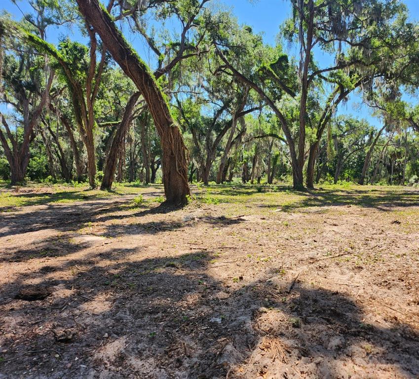 Muck Pond Road Seffner, FL 33584 - Photo 3 of 13 a view of a yard with a tree