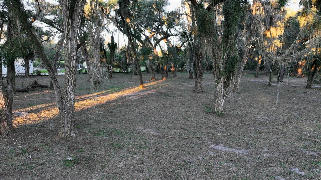 Muck Pond Road Seffner, FL 33584 - Photo 4 of 13 a view of a forest filled with trees