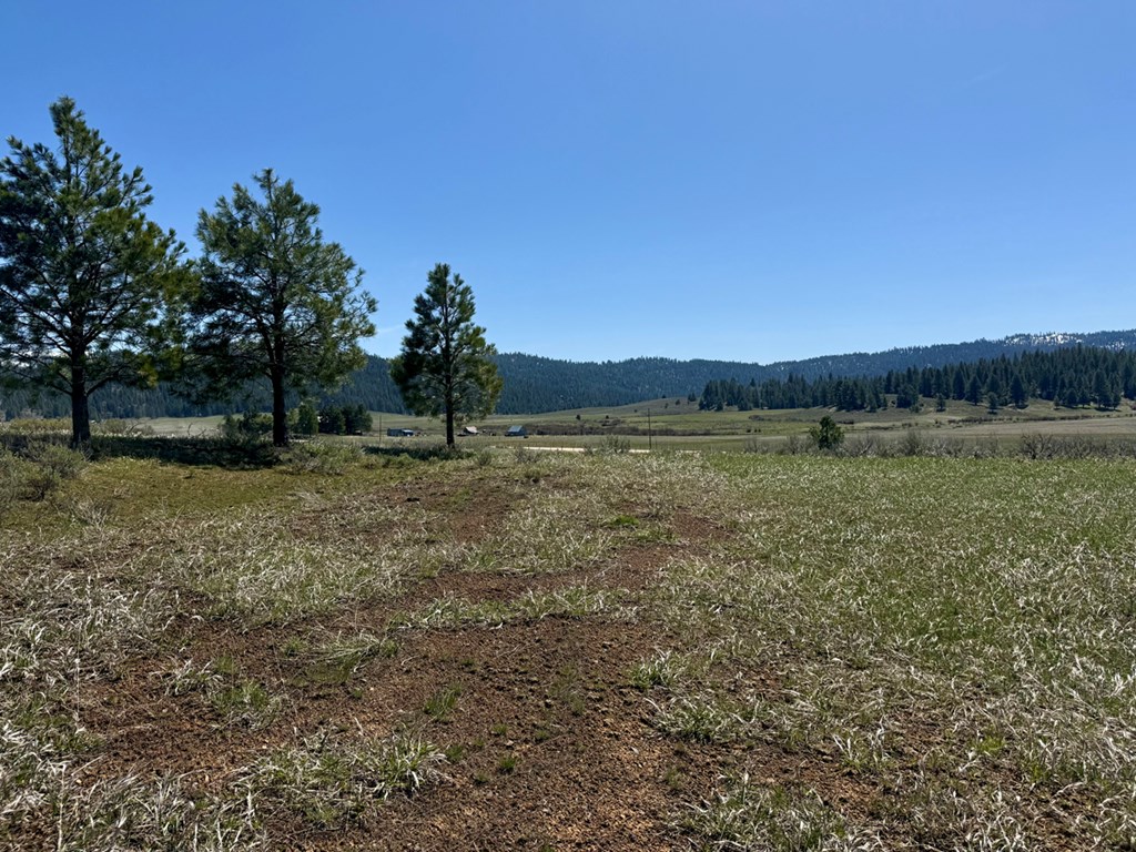 L3-b1 Lantern Way, Unit 3 Cascade, ID 83611 - Photo 10 of 15 Pine Trees Along Property