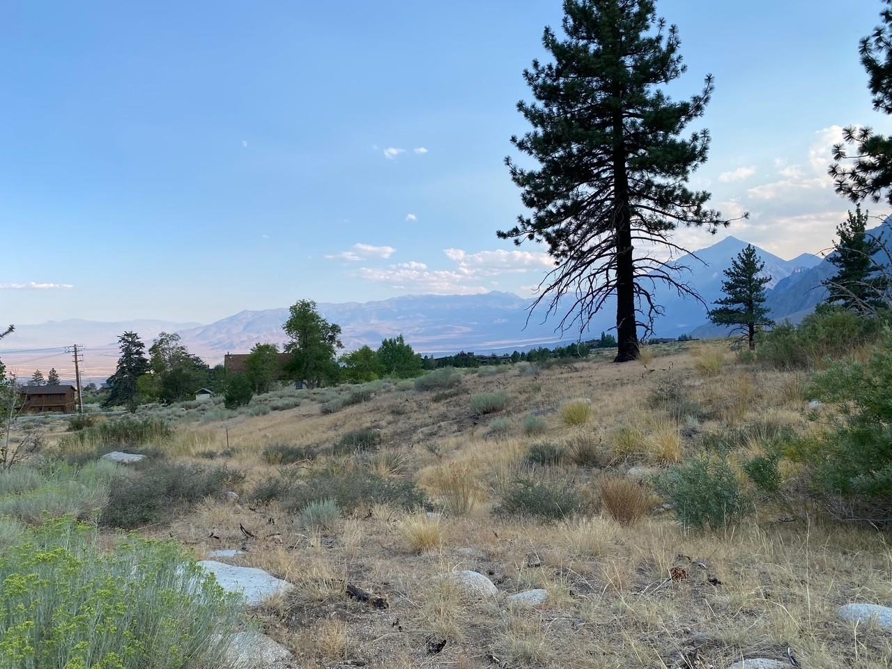 a view of a dry yard with trees