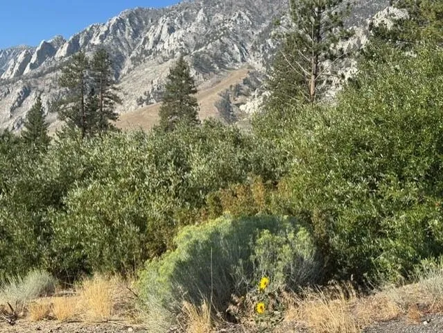 a view of a yard with a tree