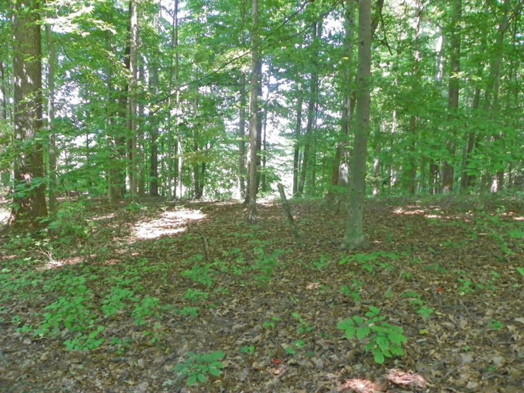 Tbd Sinking Creek Road Bristol, VA 24202 - Photo 11 of 12 Photo 11