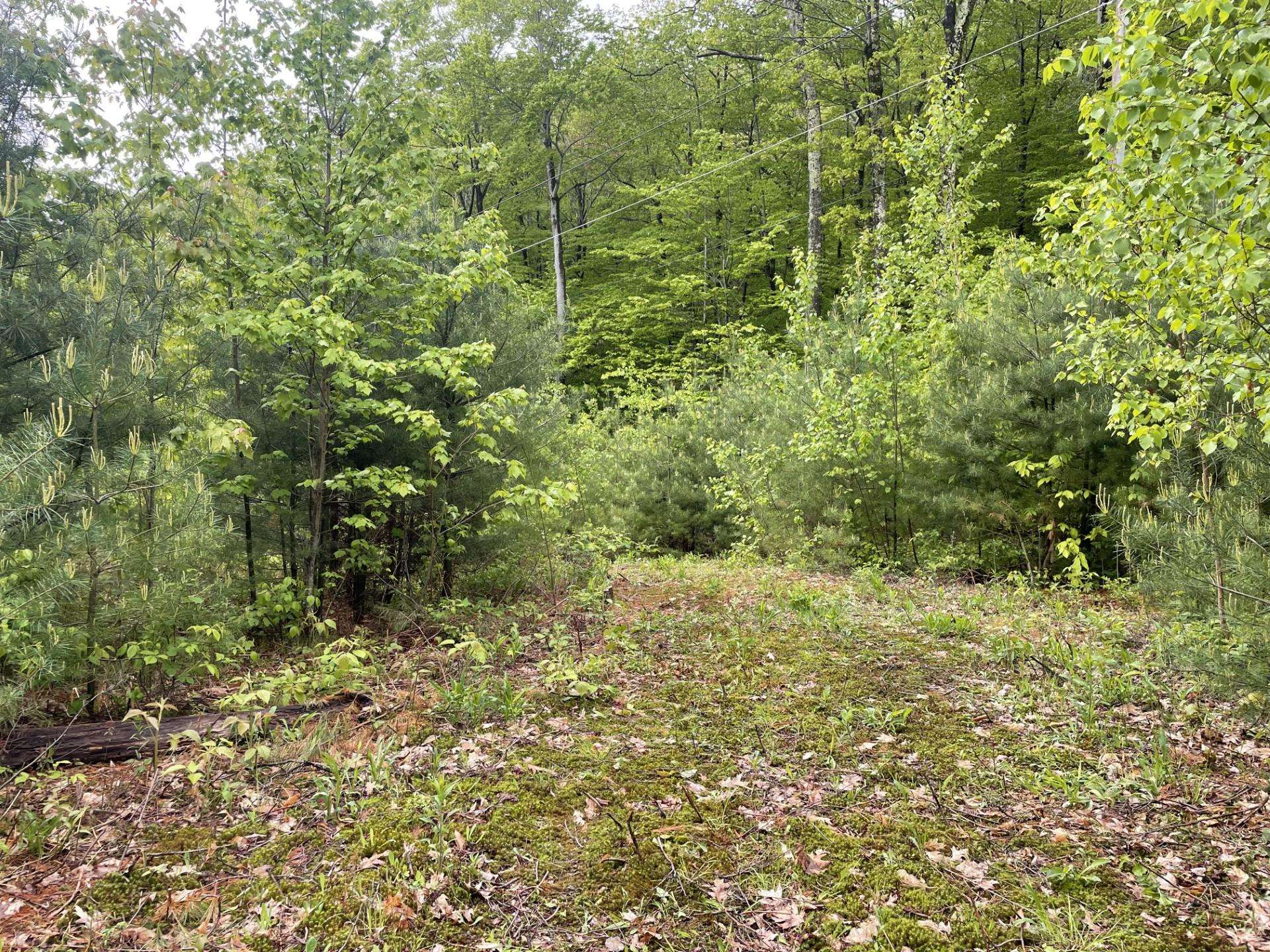 6 Buttonwood Road Holderness, NH 03245 - Photo 25 of 25