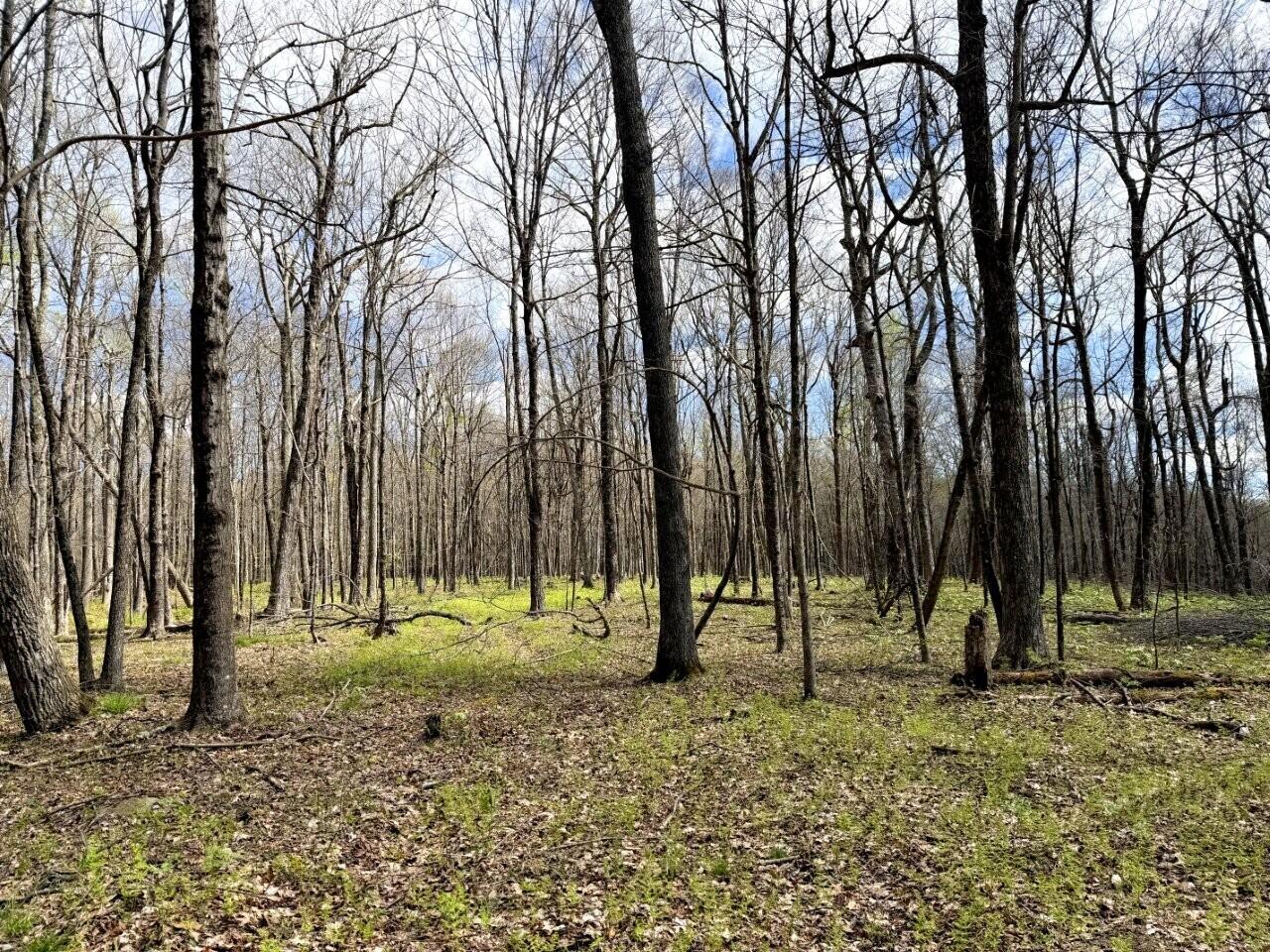 0 Iona Road White Oak, WV 25989 - Photo 61 of 150 Tract-14-IMG_3669