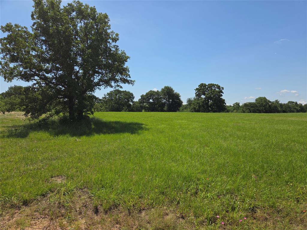 Lot 100 Lake Ridge Drive Streetman, TX 75859 - Photo 21 of 38 a view of a grassy field with trees