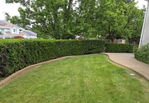 a view of backyard with trees