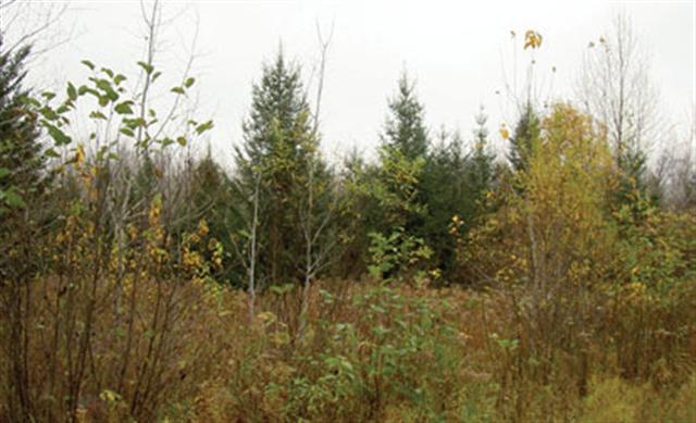Xxx County Rd 156 Barnum, MN 55707 - Photo 4 of 9 Gallery Image 4
