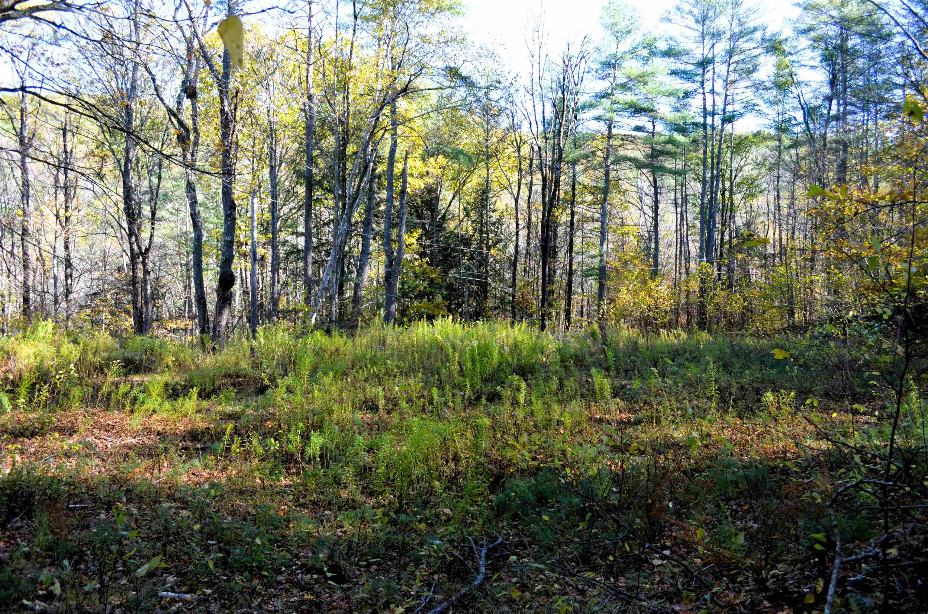 29-31 White Brook Road Gilsum, NH 03448 - Photo 2 of 17 Gallery Image 2