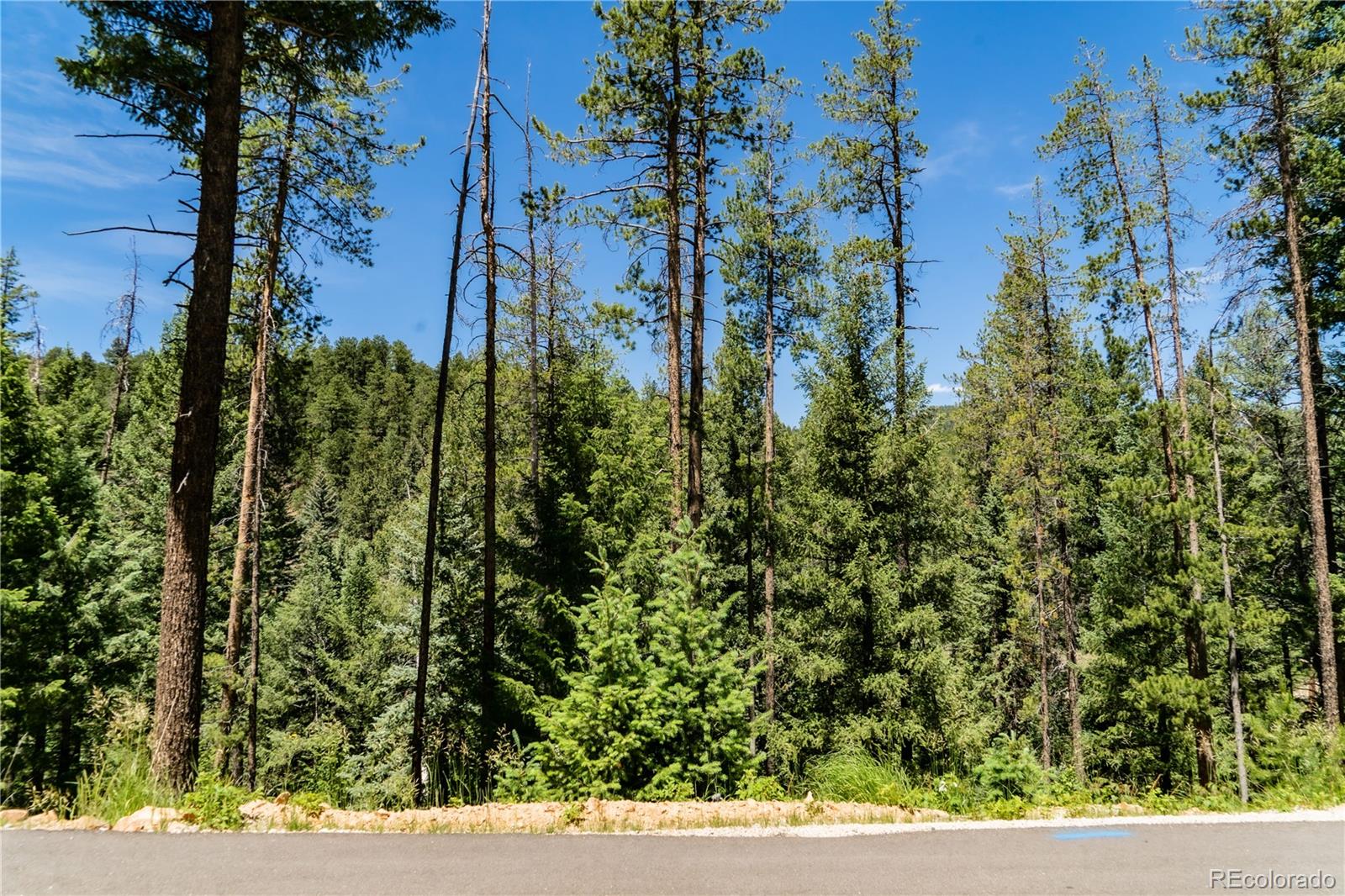 6814 Lynx Lair Road Evergreen, CO 80439 - Photo 7 of 19