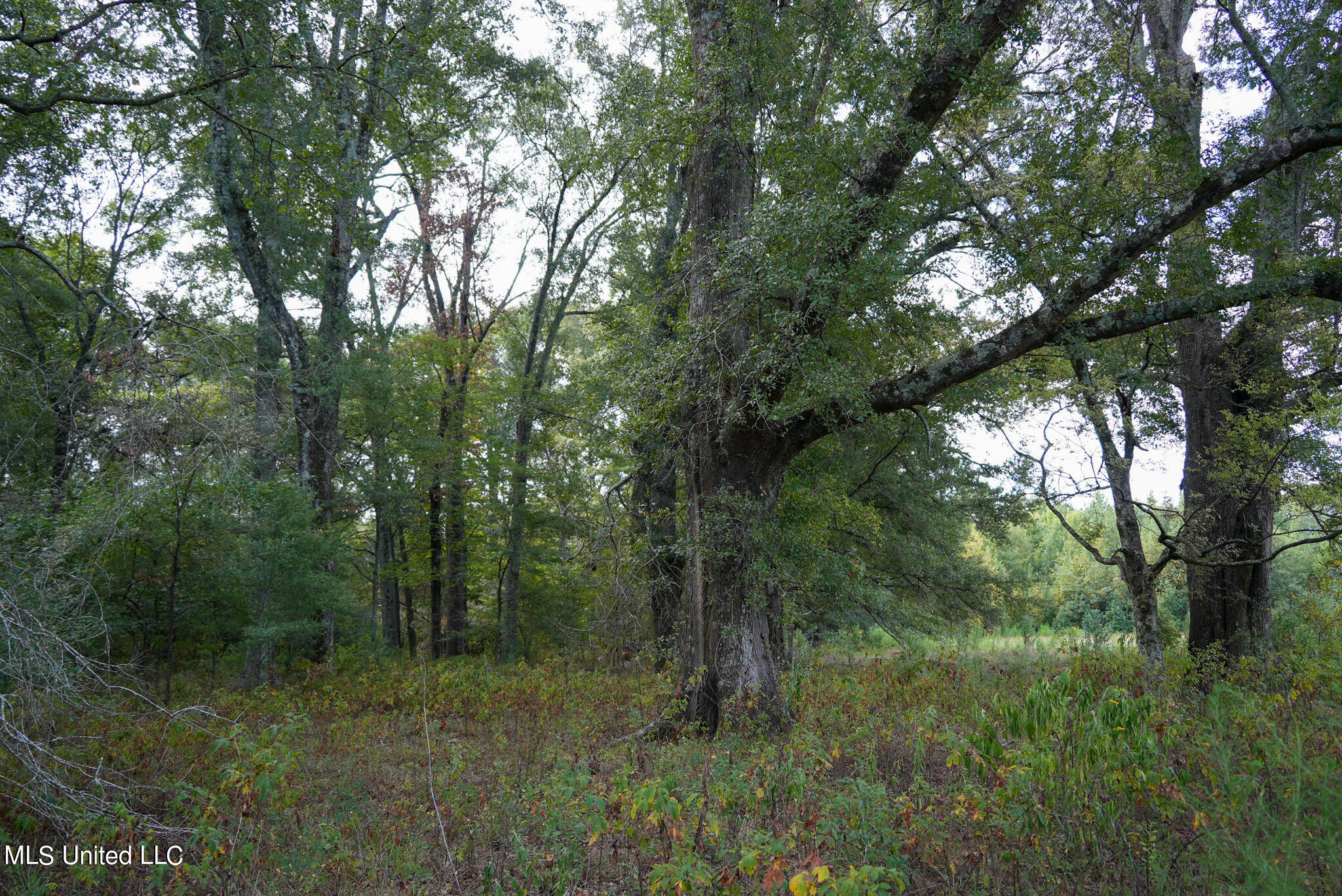 1066 Old Yazoo City Road Canton, MS 39046 - Photo 38 of 57 DSC00865