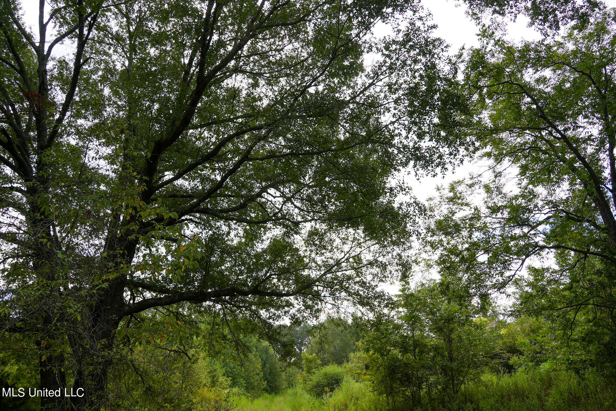 1066 Old Yazoo City Road Canton, MS 39046 - Photo 40 of 57 DSC00883