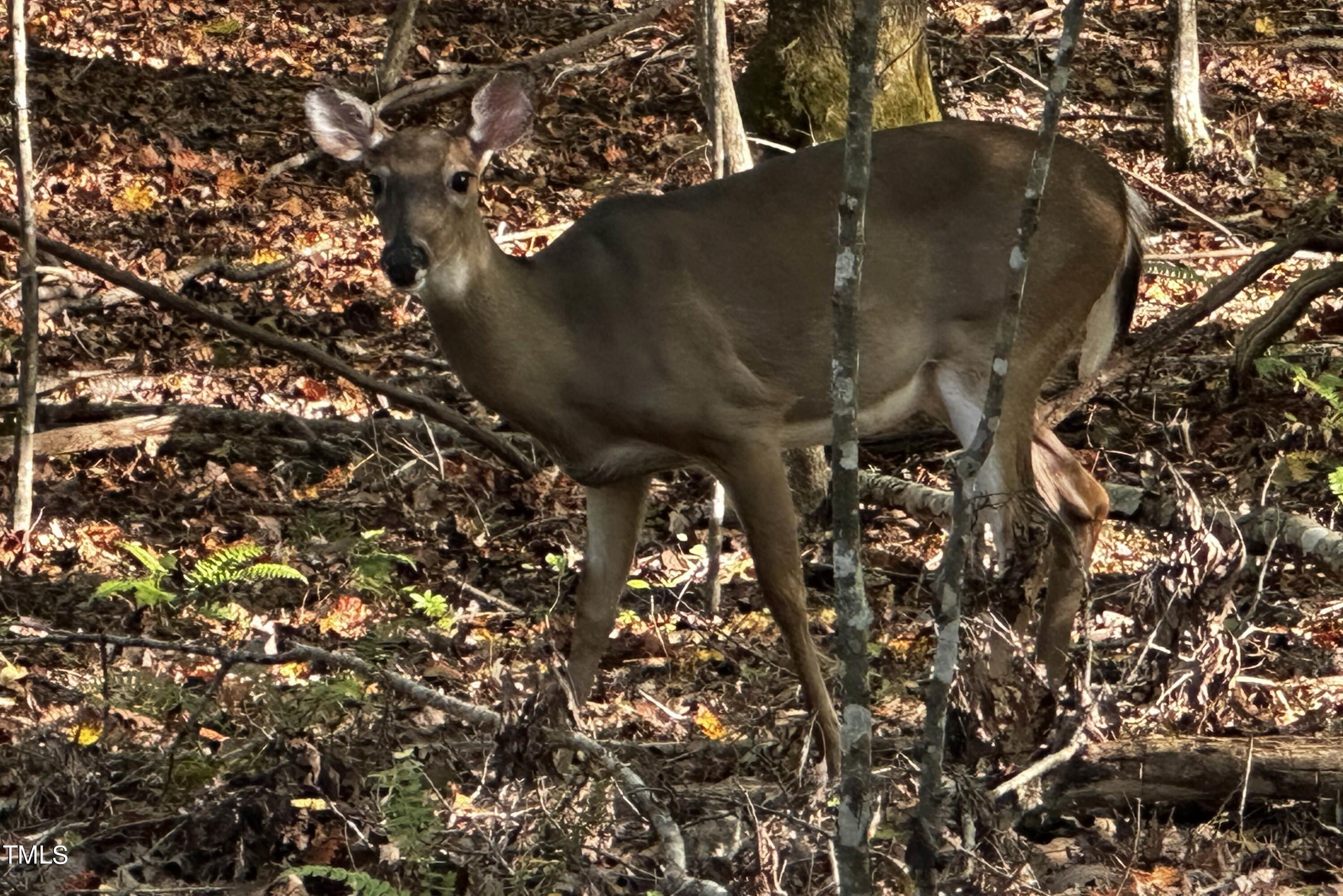 150 Cornerstone Lane Timberlake, NC 27583 - Photo 2 of 38