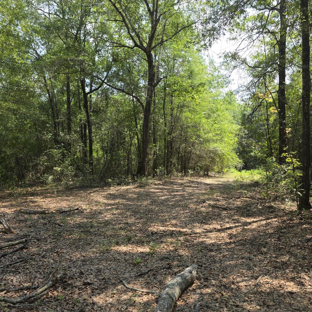 0 Grimes Road Ozark, AL 36360 - Photo 7 of 16 Gallery Image 7