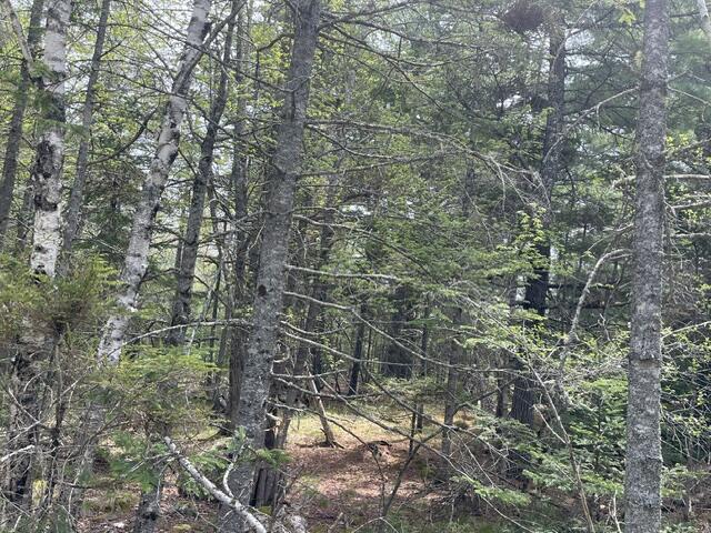0 Reach Road Deer Isle, ME 04627 - Photo 8 of 8 IMG_7423