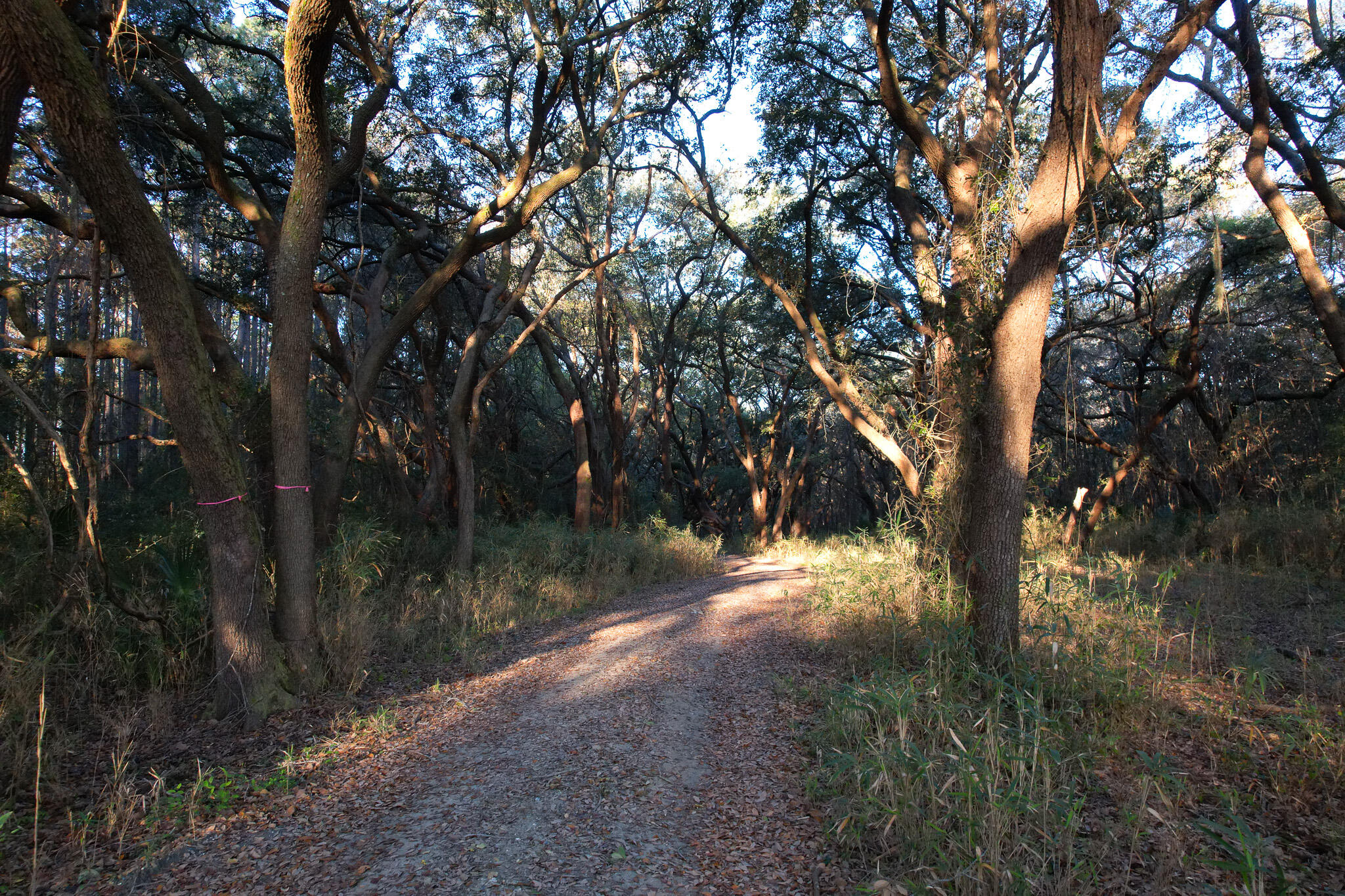 3170 Contentment Hall Road Johns Island, SC 29455 - Photo 24 of 34 DJI_0129