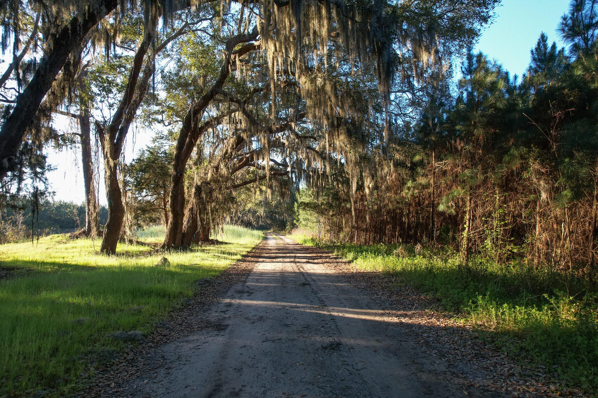 3170 Contentment Hall Road Johns Island, SC 29455 - Photo 7 of 34 DJI_0135