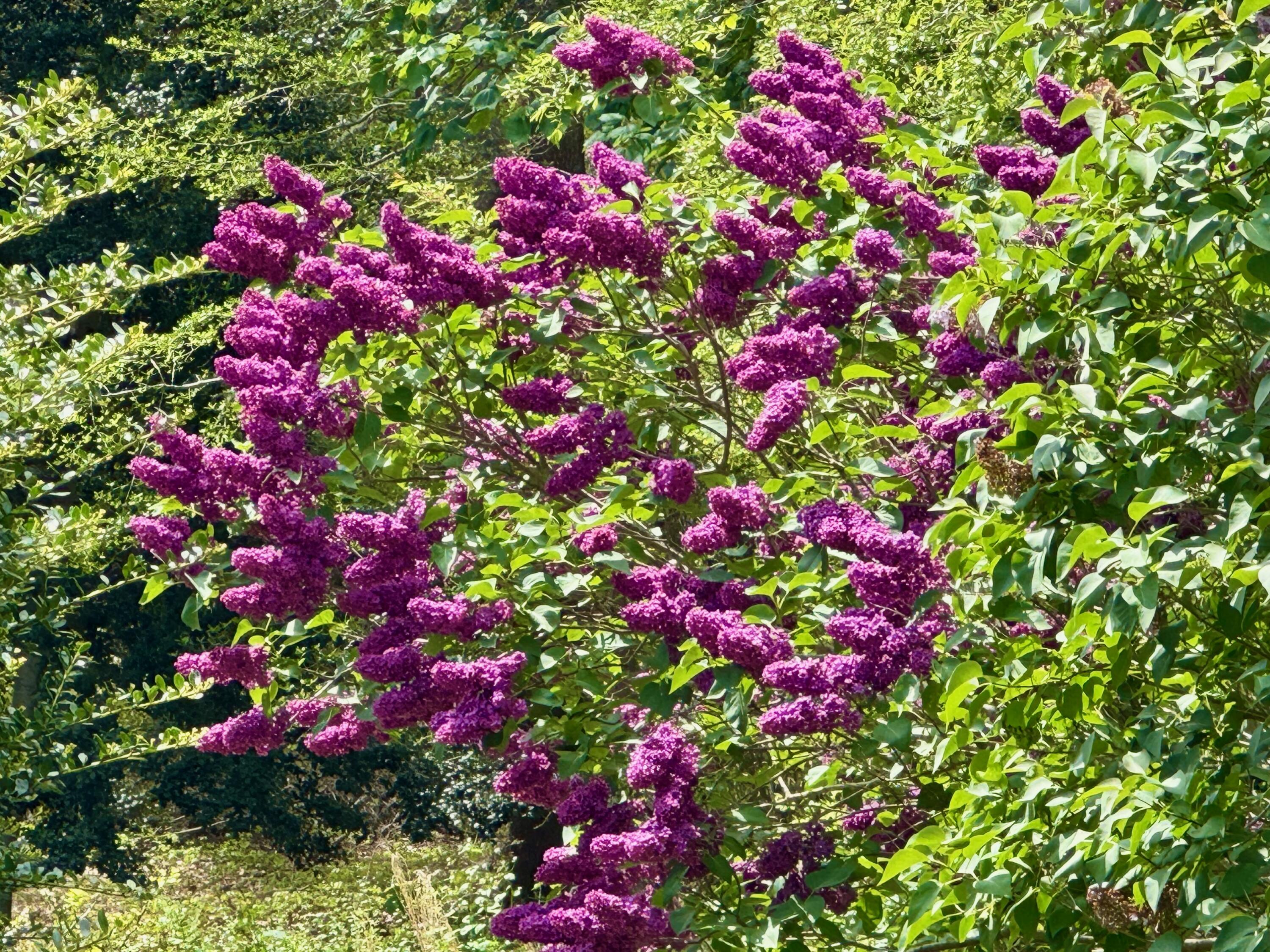 31 Monument Road Orleans, MA 02653 - Photo 5 of 10 IMG_1034
