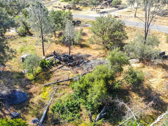 a view of a yard with plants and large trees