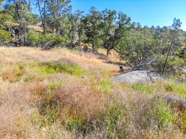 a view of a yard with a tree
