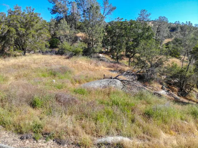 a view of a yard with a tree
