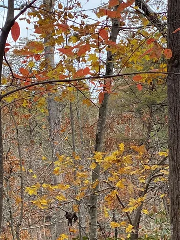 a view of a large tree