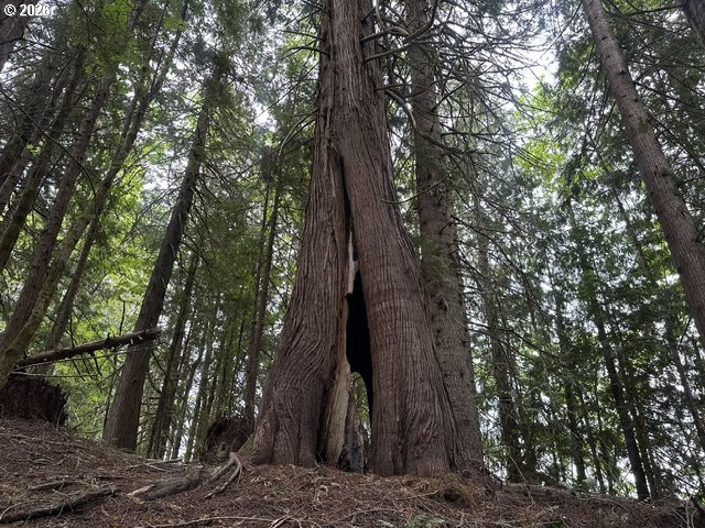 H Street Vernonia, OR 97064 - Photo 15 of 21