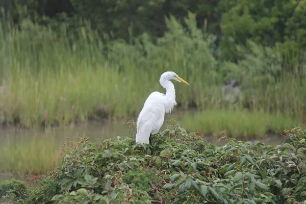 a view of a yard with a lake view