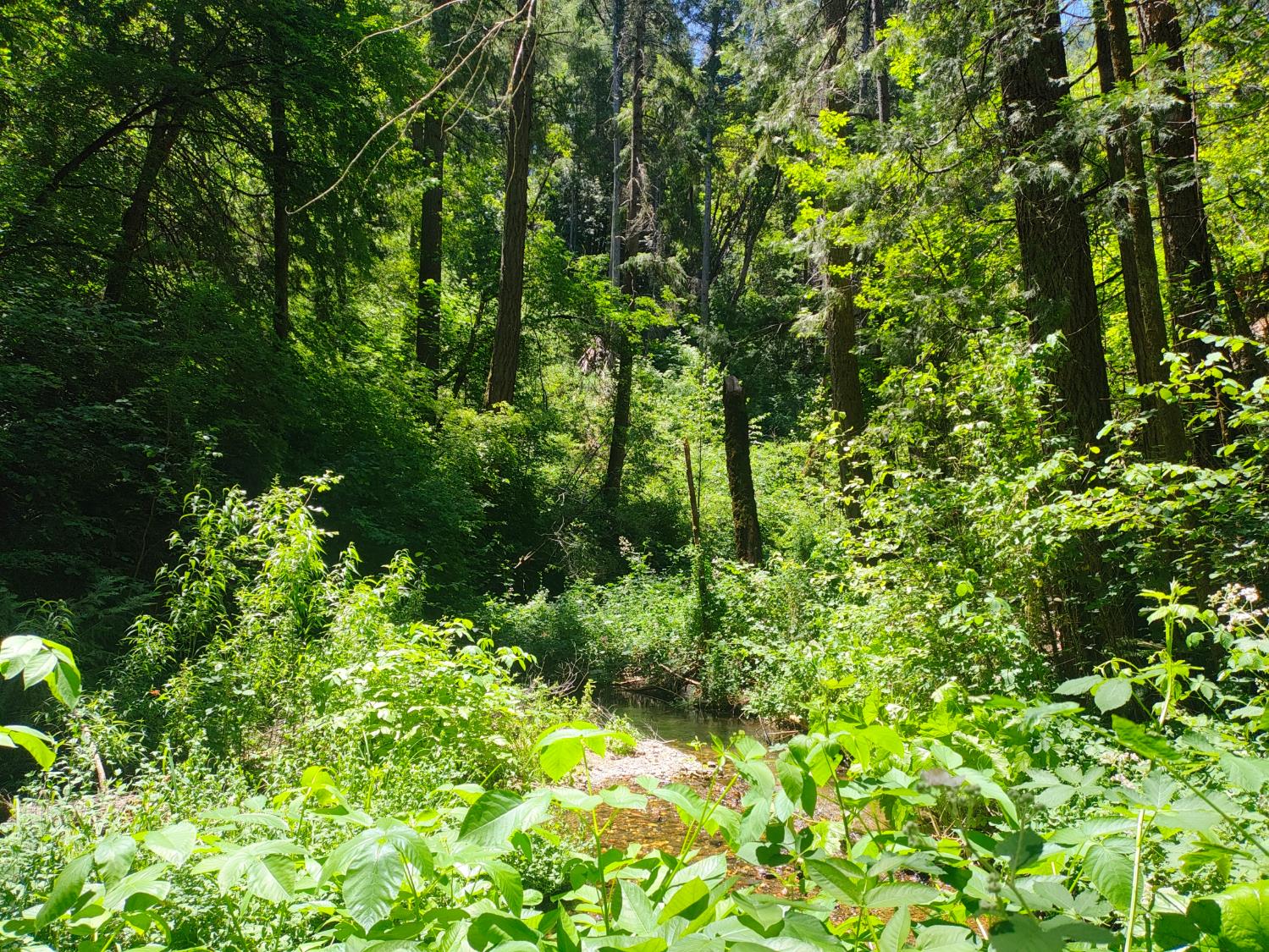 18290 Backwoods Road Nevada City, CA 95959 - Photo 23 of 24