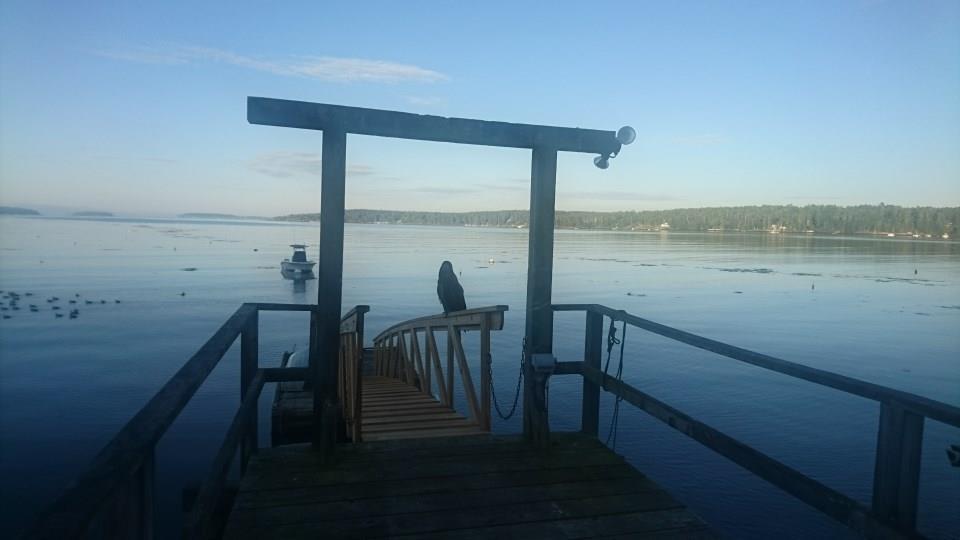 111 Paradise Point Road East Boothbay, ME 04544 - Photo 35 of 35 bald eagle on the dock