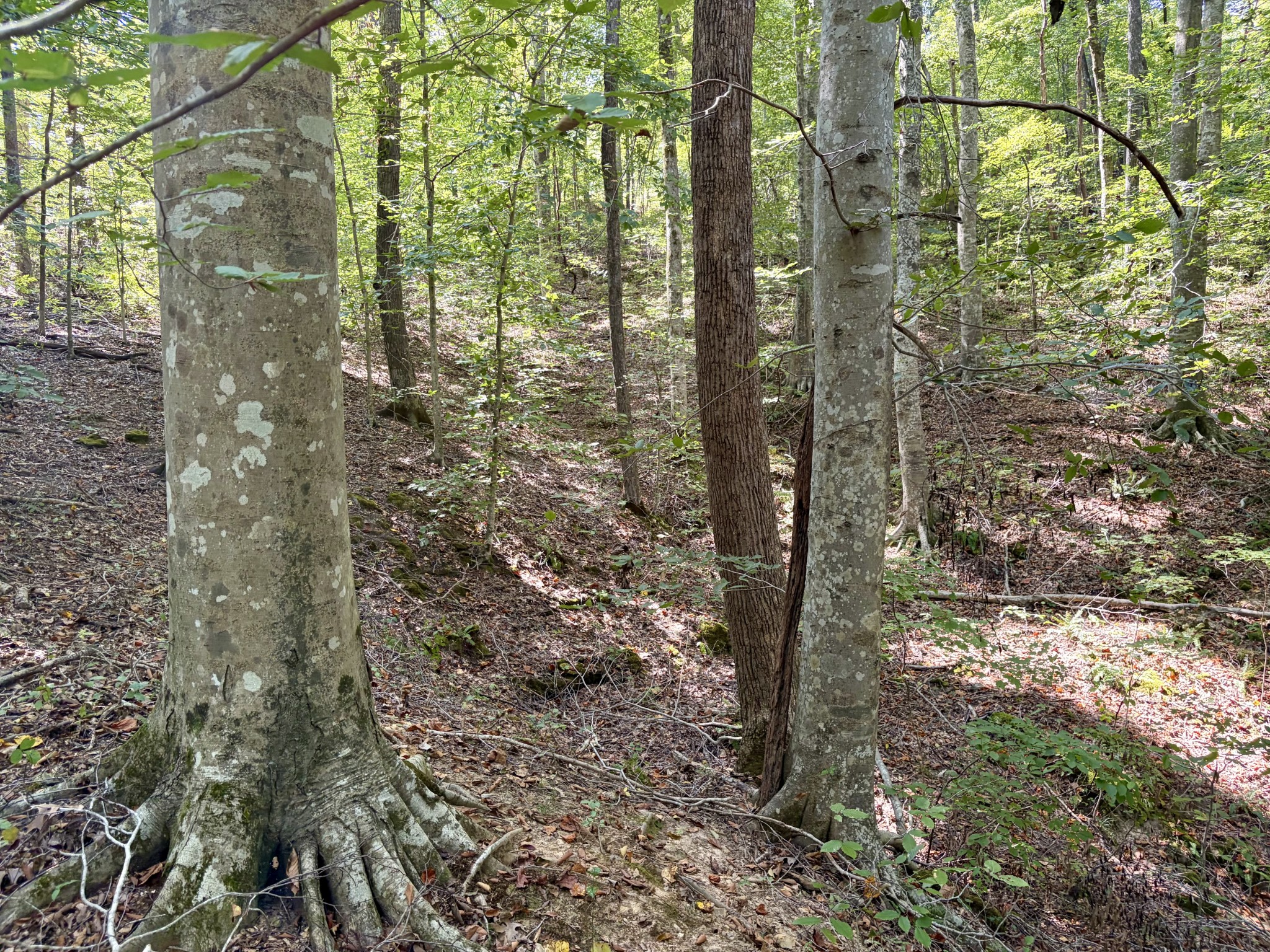 0 Mayes Road Kingston Springs, TN 37082 - Photo 19 of 30 Gallery Image 19