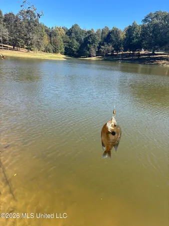 $255,000 | 2698 Bethel Church Road, Grenada, MS 38901