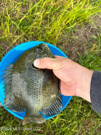 $255,000 | 2698 Bethel Church Road, Grenada, MS 38901