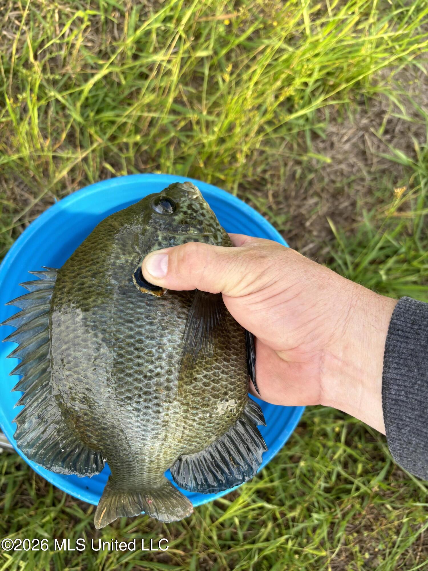 2698 Bethel Church Road Grenada, MS 38901 - Photo 48 of 50 IMG_5866