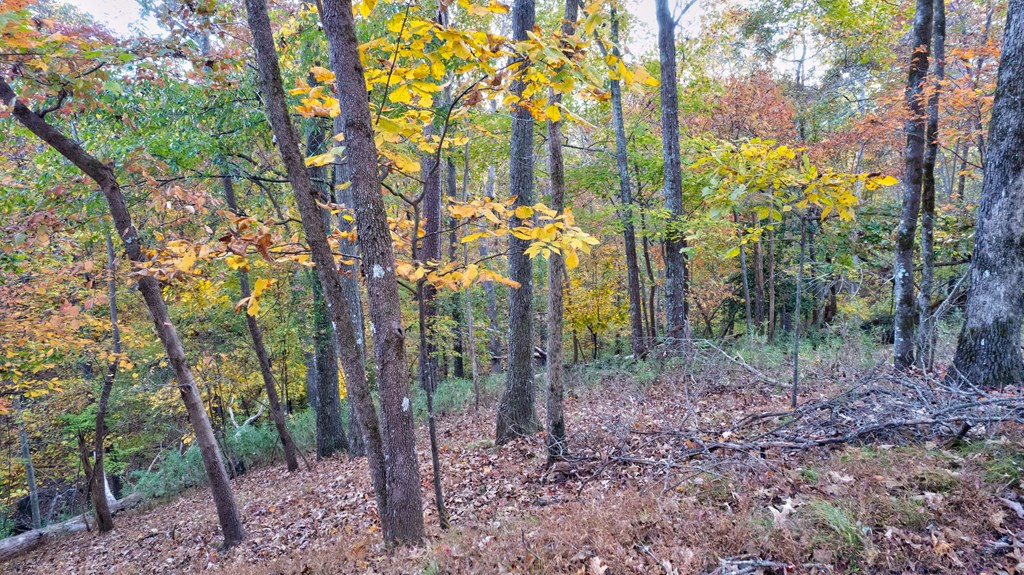 Lot 422 Zeblin Road Ellijay, GA 30540 - Photo 10 of 13 Gallery Image 10