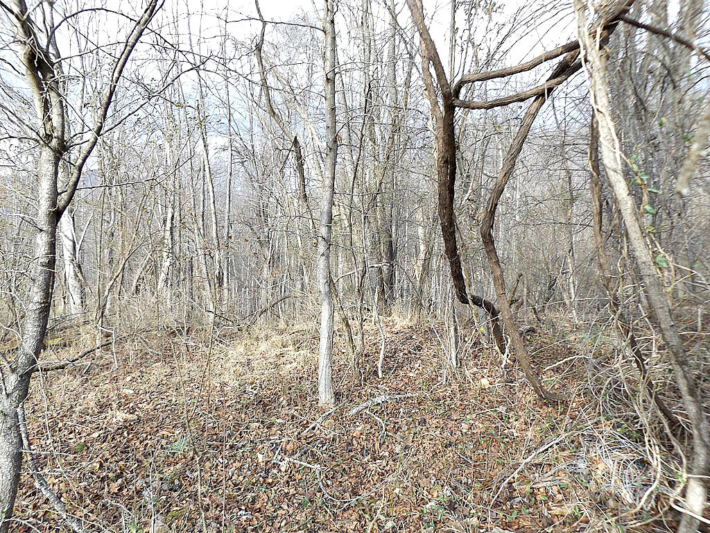 Tbd Peters Hollow Road Elizabethton, TN 37643 - Photo 3 of 9 DSCF7939777
