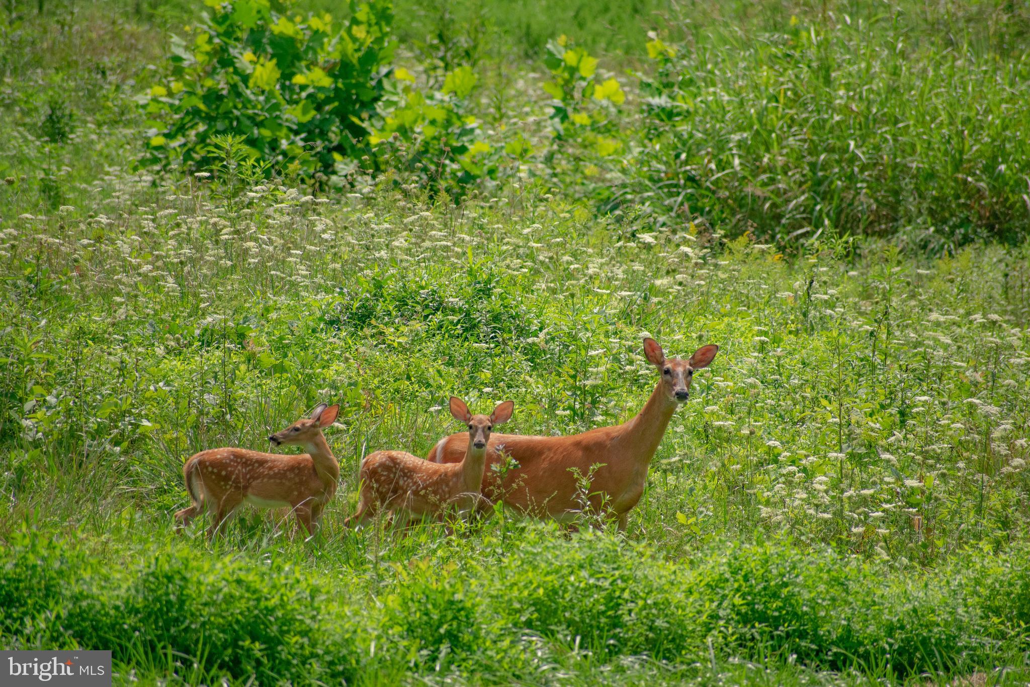 20814 Furr Road Round Hill, VA 20141 - Photo 22 of 41 Wildlife