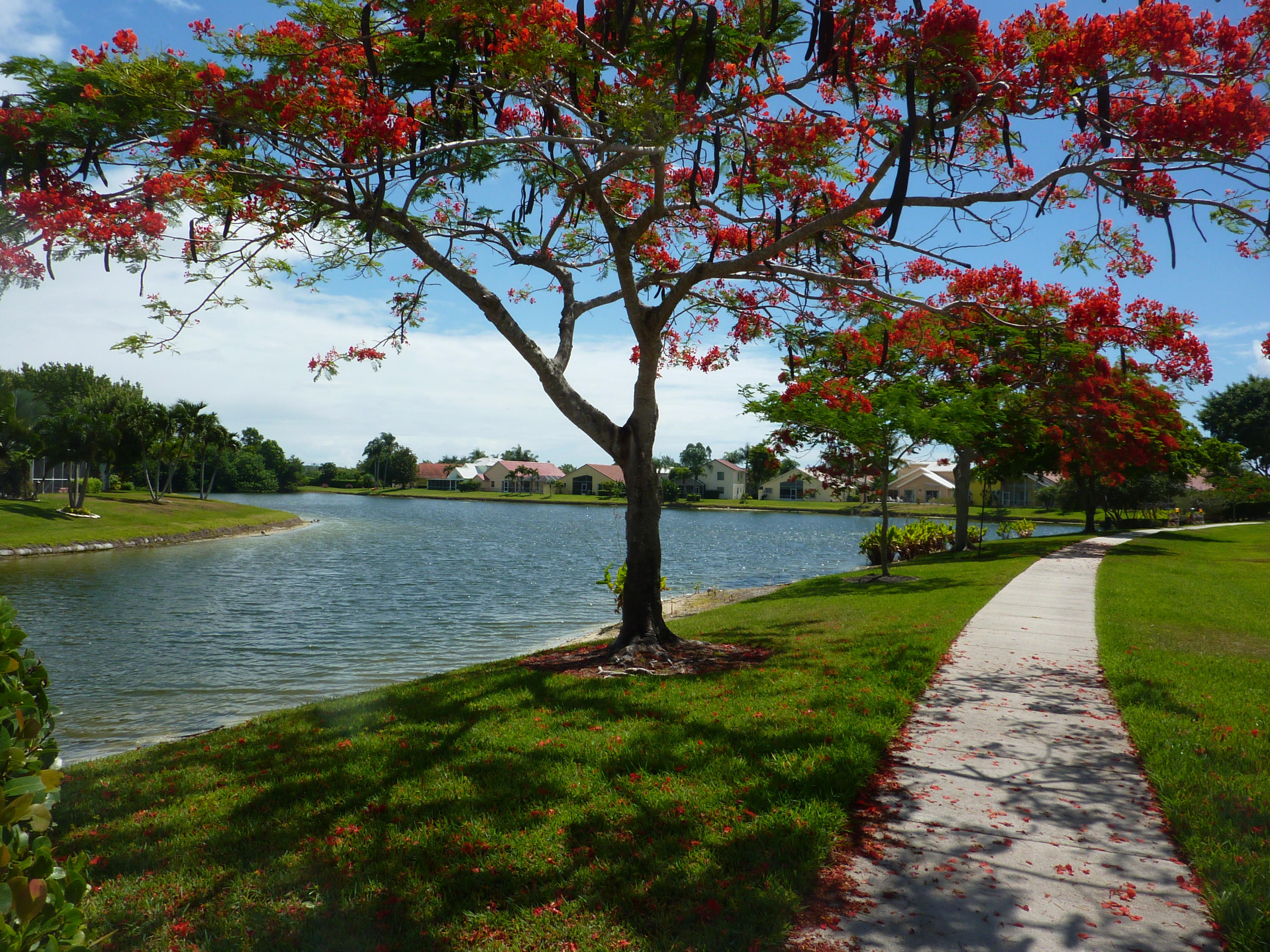 10278 Riverbend Terrace Boca Raton, FL 33498 - Photo 34 of 34 Pretty tree in lakes