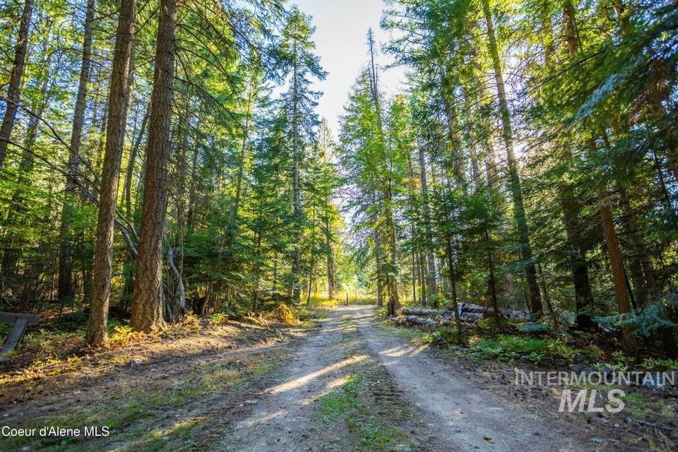 View of dirt / gravel road with a forest view