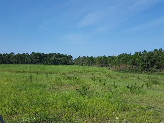 315 Derby Road Hoffman, NC 28347 - Photo 23 of 26 PASTURE