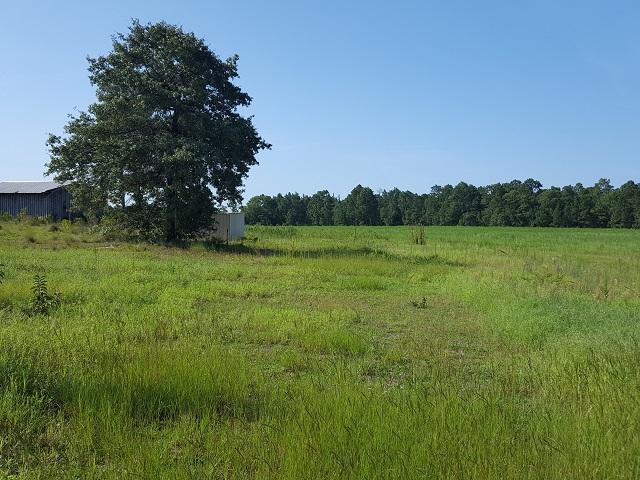 315 Derby Road Hoffman, NC 28347 - Photo 24 of 26 PASTURE1