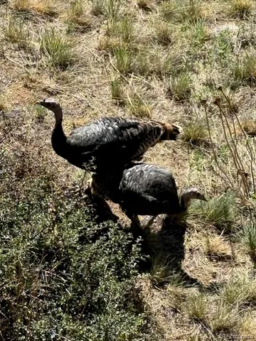 a picture of flowers