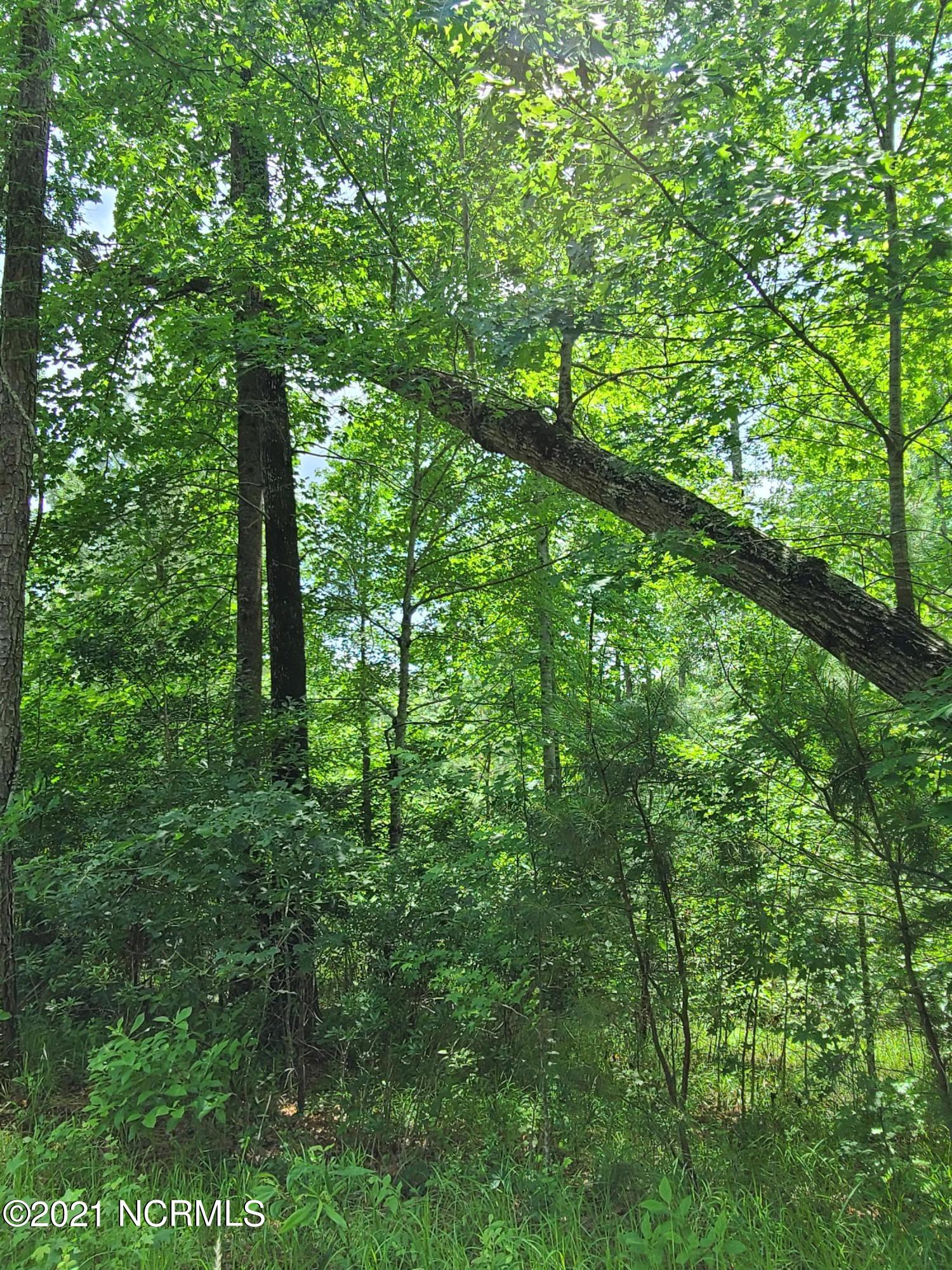 0 Bluff Road Chocowinity, NC 27817 - Photo 4 of 11 Hardwoods