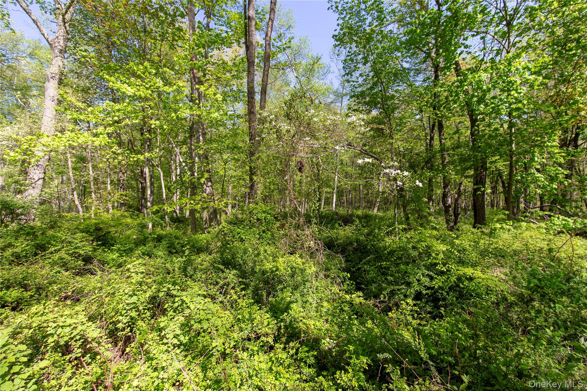 298 Nash Road North Salem, NY 10560 - Photo 6 of 11 a view of a lush green forest