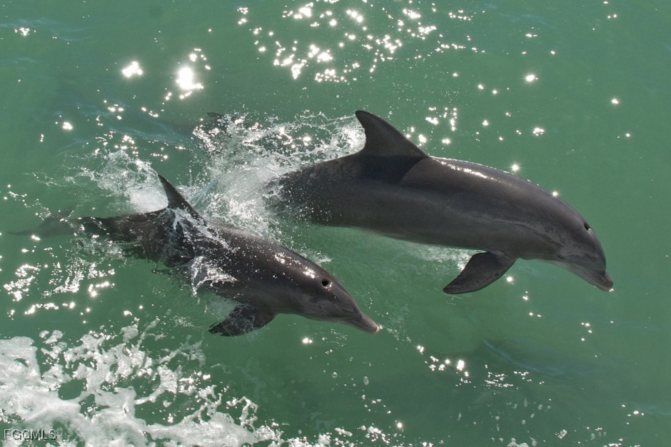 13781 Driftwood Road Bokeelia, FL 33922 - Photo 9 of 13 a close up of a tree in a yard